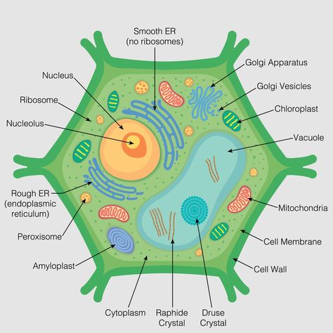 Plant Cell Drawing Biology, Plant Cell Functions, Plant Cell Drawing, Plant Cell Parts, Animal Cell Drawing, 3d Plant Cell, Plant Cell Project, Plant Cell Diagram, Plant Cell Model