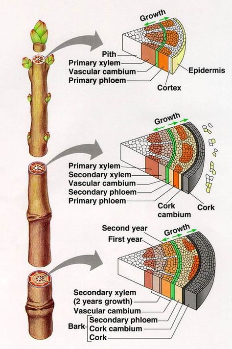 Basic Biology, Teaching Plants, Biology Plants, Science Infographics, Plant Physiology, Study Biology, Plant Study, Tree Identification, Biology Facts