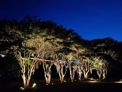 Protrade Up-Light Light In The Field Uplighting Trees, Tree Uplighting, Event Lighting Design, Solar Tree, Outdoor Tree Lighting, Park Lighting, Garden Lighting Design, Myrtle Tree, Up Lighting