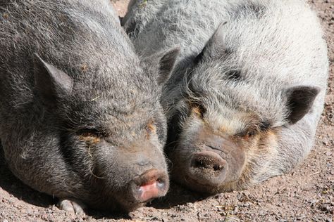 Accent Reduction: Animal Idioms - http://www.accentpros.com/2014/11/20/accent-reduction-animal-idioms-part-1/ Animal Idioms, Pig In A Poke, Business Idioms, Accent Reduction, English Phrases Idioms, English Phrases, Animals