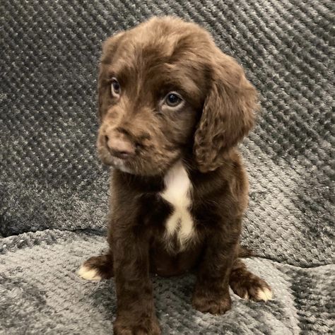 Sprocker Spaniel Puppy, Sprocker Spaniel Puppies, Big Dogs Breeds, Sprocker Spaniel, Biggest Dog In The World, Biggest Dog, Labrador Noir, Brown Puppy, Brown Puppies