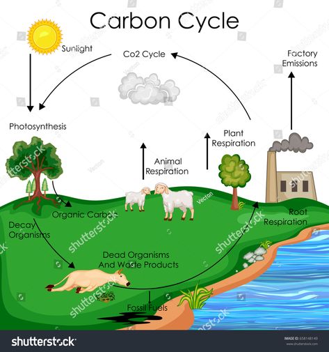 Education Chart of Biology for Carbon Cycle Diagram. Vector illustration #Ad , #Affiliate, #Biology#Carbon#Education#Chart Carbon Cycle Diagram, Education Chart, The Carbon Cycle, Carbon Cycle, Biology, I Hope, Education, Water