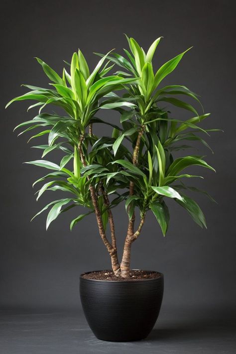 Dracaena is a striking and low-maintenance addition to any home! 🌿🏡 With its tall, graceful stems and vibrant foliage, this plant is a delightful blend of elegance and resilience. Quick to adapt to various light conditions and bursting with air-purifying benefits, Dracaena is perfect for adding a touch of greenery to your indoor space. Embrace the beauty and ease of this versatile houseplant today! 🌱✨ #Dracaena #IndoorPlants #EasyCare #AirPurifying #GreenHome #PlantLover Houseplant Decor, Houseplants Decor, Tall Indoor Plants, Plant Vegetables, Light Pants, Houseplants Low Light, Tattoo Plant, Low Light Indoor Plants, Architectural Plants