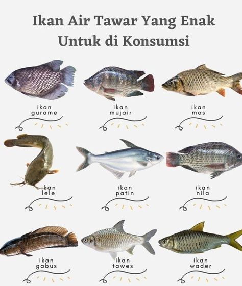 Ikan Lele, Makanan Rendah Kalori, Fish Chart, Food Shelf Life, Ikan Air Tawar, Health Drinks Recipes, Diet Inspiration, Resep Diet, Air Tawar