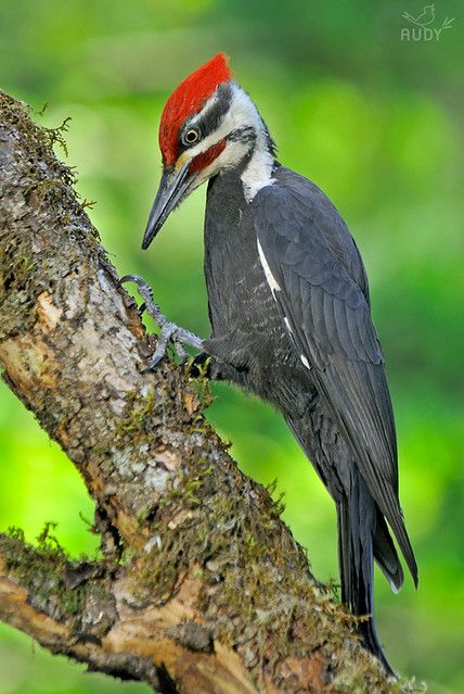 Pilated Woodpecker, House Mural, Woodpecker Art, Bird Reference, Pileated Woodpecker, Peaceful Heart, Song Birds, Woody Woodpecker, Mosaic Birds