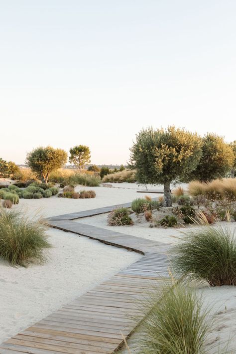 Gallery of Hopscotch House / Antonio Costa Lima Arquitectos - 17 Sand Landscape Design, Sand Dune Landscape Design, Sand Landscape Ideas, Joshua Tree Landscaping, Sand Garden Ideas, Natural Landscape Design, Sand House, Sand Landscape, Sand Garden