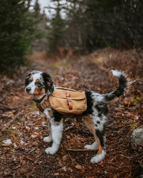 Australian Shepherd Hiking, Dog With Backpack, Backpacking With Dogs, Pfps For Tiktok, Hiking With Dog, Dog Hiking Gear, Puppy Pfp, Backpack For Dogs, Hiking With Dogs