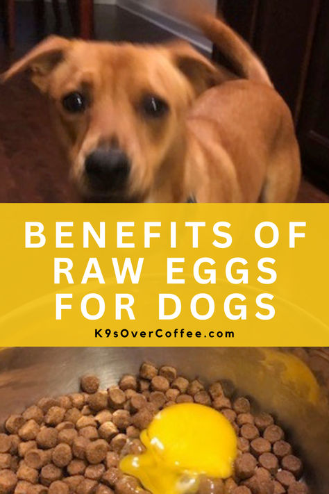 Brown dog wagging his tail over a raw egg cracked over kibble in a dog bowl. High Protein Homemade Dog Food, Raw Eggs For Dogs, Raw Chicken For Dogs, Dog Food Ideas, Eggs For Dogs, Dog Dry Skin, Raw Eggs, Diy Dog Food, Raw Dog Food