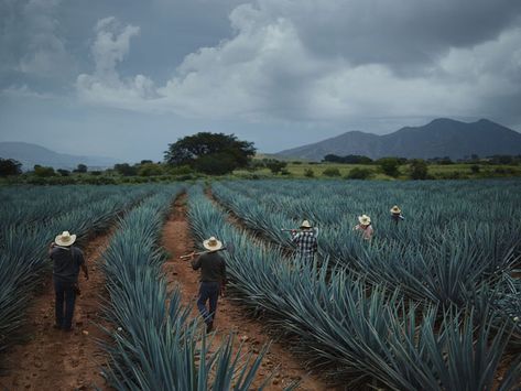 Agave Field, Blue Agave Plant, Joey Lawrence, Blue Agave, Agave Plant, Dirt Road, Mexican Culture, Mexico Travel, Solo Travel