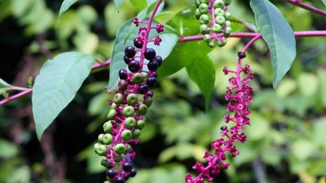 Pokeweed is not exactly a garden lover's favorite plant, but the birds will send you a nice thank-you chirp if you find some corner where it can grow. Wild Ginger Plant, Phytolacca Americana, Huckleberry Plant, Touch Me Not Plant, Oyster Plant, Elderberry Plant, Hummingbird Plants, Mother Earth Living, Ginger Plant