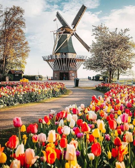 Japanese Train Station, Windmill Images, Japanese Train, Restoration Hardware Style, Holland Windmills, Tulip Season, Tulip Fields, Beautiful Landscape Wallpaper, Believe In Magic