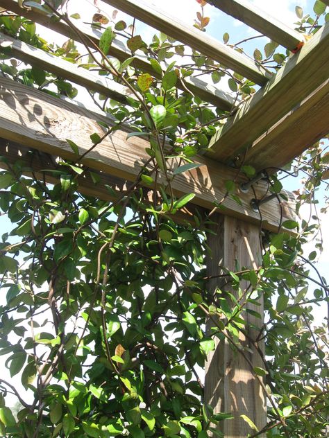 Learn from our building mistakes of a Jasmine Pergola! Pergola With Jasmine, Pergola Vine Ideas, Star Jasmine On Pergola, Star Jasmine Pergola, Garden Pergola Ideas Climbing Vines, Climbing Hydrangea Pergola, Jasmine On Pergola, Jasmin Pergola, Pergola Plants Vines