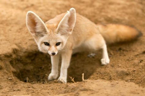 Quiz: Can You Name All Of These Desert Animals? Fox Enclosure, Fenic Fox, Fox Facts, Fox Costume, Desert Fox, Desert Animals, Fennec Fox, Cute Wild Animals, Cute Fox