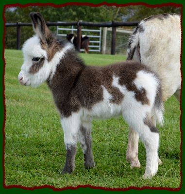 Shorecrest Farm's Miniature Donkeys For Sale in Linden, Pennsylvania Deer People, Baby Donkeys, Baby Donkey, Mini Donkey, Miniature Donkey, Otters Cute, Cute Donkey, Cute Goats, Baby Animals Pictures