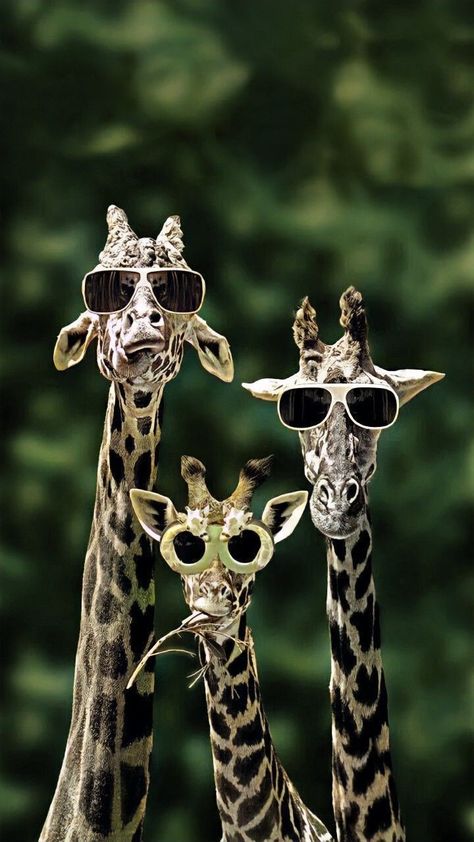 Wallpaper For Your Phone, Giraffes, Wallpapers, Sunglasses, Animals