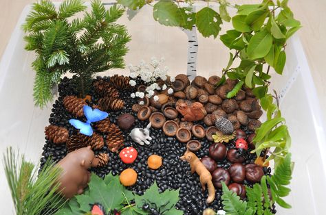 Create a forest in a sensory bin. Sensory bin ingredients: black beans, acorn, chestnuts, pine cones, leaves, tree branches and toy animals and insects. Forest Sensory Bin, Sensory Center, Forest Preschool, Forest Ideas, Summer Themes, Sensory Tub, Tree Study, Toy Animals, Nursery Activities