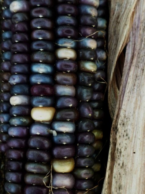 corn kernels - like little pearls - ArtPropelled Corn Seed, Indian Corn, Blue Corn, Corn On The Cob, Patterns In Nature, Color Textures, Fruits And Veggies, Fruits And Vegetables, Color Inspiration