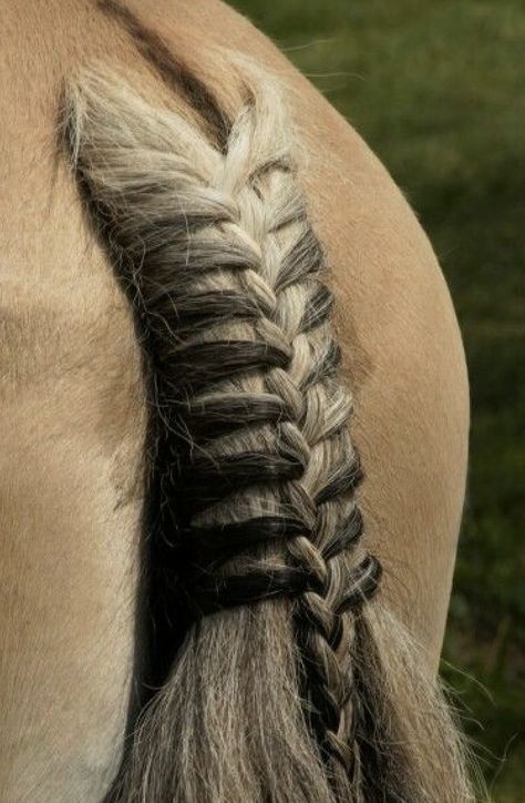 Horse Braids Tail, Horse Tail Braiding, Braided Horse Tail, Horse Hairstyles, Horse Braids, Horse Mane Braids, Horse Spirit Animal, Horse Hair Braiding, Horse Braiding