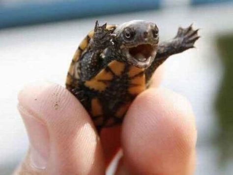 "AAAAAAAH, CHERYL IT IS SO NICE TO SEE YOU!!" | 21 Of The Most Adorable Baby Turtles Tiny Turtle, Baby Turtles, A Turtle, E Card, Happy Baby, 귀여운 동물, Anemone, Bones Funny, Funny Cute