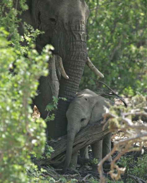 VETPAW on Instagram: “Being an elephant mom is a full-time job. Elephant mothers carry their babies for nearly two years before giving birth. Then they ensure…” Elephant Birth, Rhinos, Full Time Job, Giving Birth, An Elephant, Full Time, Carry On, Elephant, On Instagram