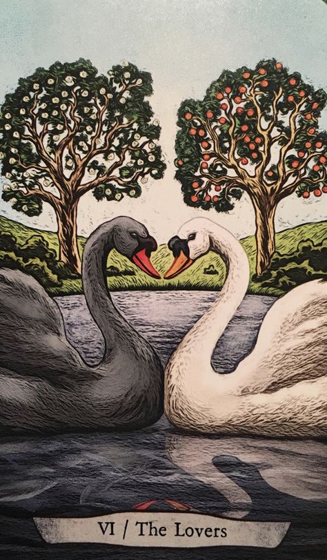 The Lovers ~ Swan | Archangel Oracle ~ Divine Guidance Tarot Zodiac, Animal Tarot, Animal Reiki, The Lovers Tarot Card, Tarot Cards For Beginners, The Lovers Tarot, Tarot Gratis, Angel Oracle Cards, Rider Waite Tarot