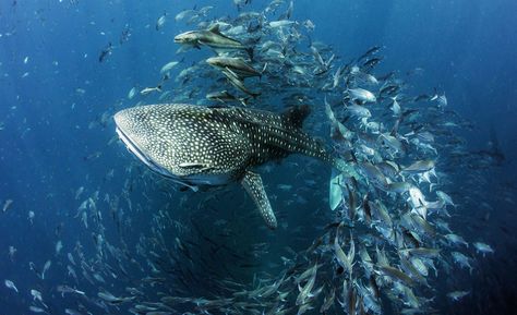 A whale shark swims through a school of fish in this National Geographic Your Shot Photo of the Day. Whale Shark Wallpaper, Sea Puppies, Shark Wallpaper, Shark Images, Shark Photos, Shark Pictures, You Are My Moon, Nurse Shark, Underwater Pictures