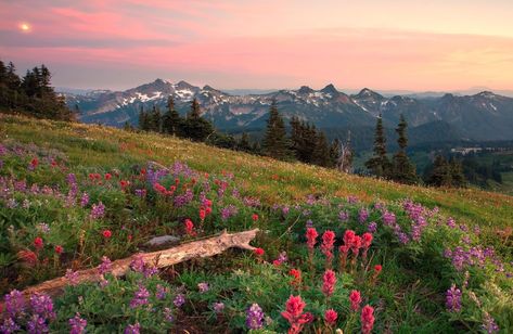 Mountain Field, pink celosia #hills #field #mountains #flowers 3d and abstract #1080P #wallpaper #hdwallpaper #desktop Desktop Wallpaper Summer, Google Backgrounds, Nature Desktop Wallpaper, Frühling Wallpaper, 컴퓨터 배경화면, Nature Desktop, Field Wallpaper, Wallpaper Macbook, Desktop Background Images