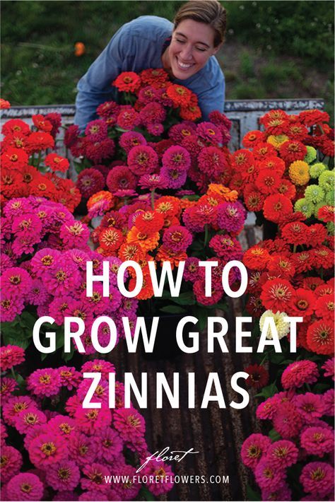 Are Zinnias Perrenials, Flowers For Zone 9, Zinnia Raised Bed, Cut Flower Bed Layout, Zone 8b Flowers, Zenia Flower Garden, Easy To Grow Cut Flowers, Pinching Zinnias, Flowers That Bloom All Summer