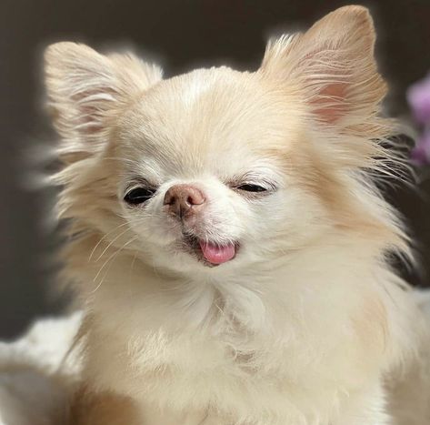 Tattoos Dog, Psy Chihuahua, Big Dogs Breeds, Biggest Dog In The World, Teacup Chihuahua Puppies, Gentle Soul, Cute Teacup Puppies, Wallpaper Dog, Tattoo Dog