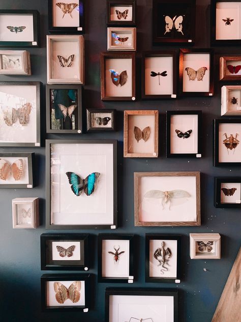 Butterfly Display Wall, Moth Themed Bedroom, Bug Gallery Wall, Dried Butterfly Art, Butterfly Office Decor, Butterfly Collection Display, Preserved Butterfly Art, Moth Wall Art, Butterfly Framed Art Wall Decor