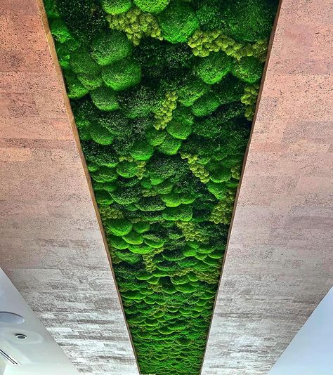 Moss on the ceiling? WHY NOT? The great thing about maintenance free moss is it can go almost anywhere! 🌿 #preservedmoss Preserved Moss, The Ceiling, Ceiling, Canning, Instagram