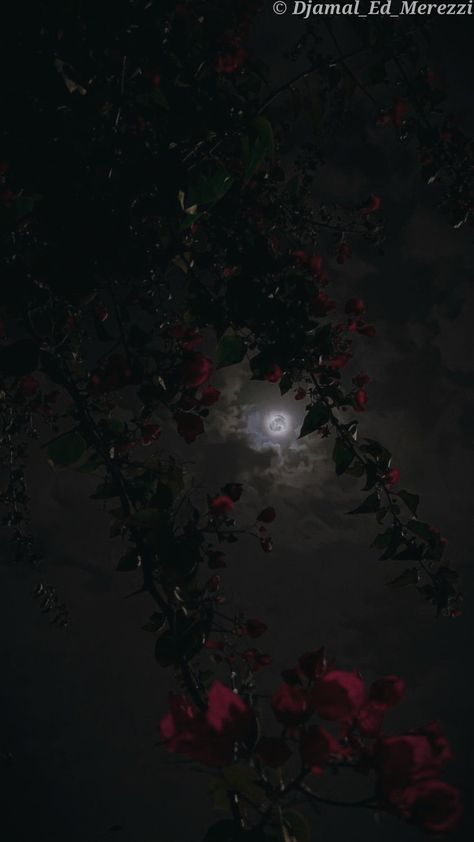 A beautiful stunning view between roses to the moon Dark Feminine Lockscreen, Dark Roses Wallpaper, Cinderella Ballroom, Roses At Night, Doctor Background, Rose Fence, Ethereal Rose, Dark Ethereal, Wilted Rose