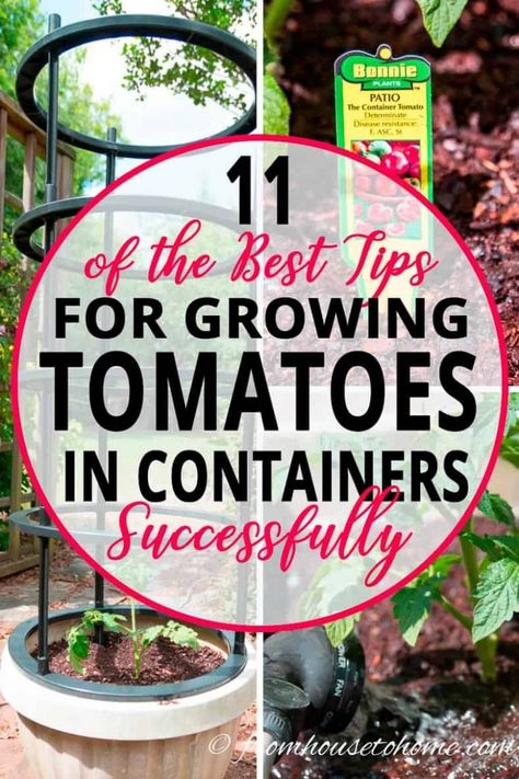 Grow Tomatoes In A Pot, Best Way To Grow Tomatoes, Tomatoes In A Pot, Tomatoes In Pots, Tomato Support, Tomatoes Growing, How To Grow Tomatoes, Tomato Planter, Tomatoes In Containers