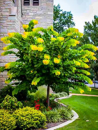 Feature Trees Front Yard, Eastern Redbud Tree Landscapes, Rising Sun Redbud, Eastern Redbud Tree, Feature Tree, Spring Flowering Trees, Trees For Front Yard, Eastern Redbud, West Facing Garden