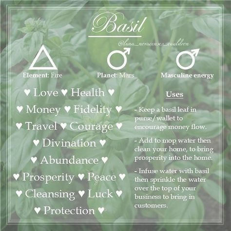 Correspondence of Basil in relation to witchcraft Rosemary Properties Magic, Rosemary Correspondence, Burning Rosemary Witchcraft, Lemongrass Meaning Witchcraft, Rosemary In Witchcraft, Rosemary Meaning Witchcraft, Rosemary Spiritual Uses, Witchcraft Rosemary, Basil Witchcraft