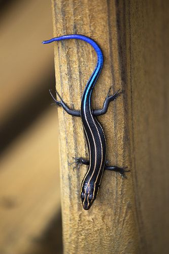 Colorful Lizards, Lizard Tattoo, Blue Tail, Cute Reptiles, Reptile Snakes, Reptiles And Amphibians, Zoology, Animals Of The World, Animal Planet