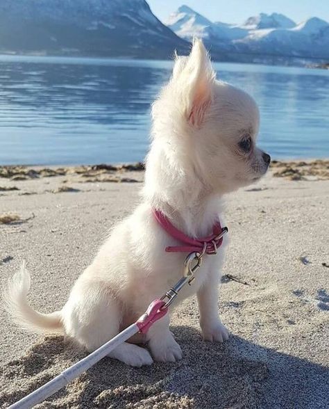 Psy Chihuahua, Teacup Chihuahua Puppies, Baby Chihuahua, Chihuahua Lover, Cute Chihuahua, Chihuahua Puppies, Baby Animals Funny, Chihuahua Dogs, Cute Dogs And Puppies