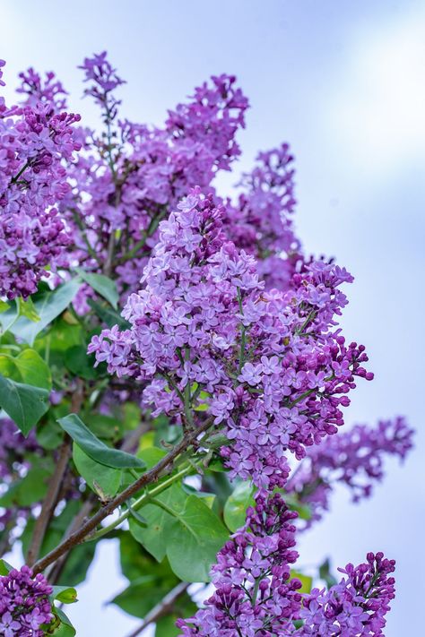 Pruning your lilacs can help with preventing disease. This will allow better air circulation as well as help with maintaining the plant's shape. #Lilacs #HowToGrowLilacs #LilacCare #Gardening #TheSpruce Lilacs Flowers Aesthetic, Lilac Shrub, Common Lilac, Dye Plants, Nordic Garden, Lilac Plant, Lilac Bush, Arborvitae Tree, Syringa Vulgaris