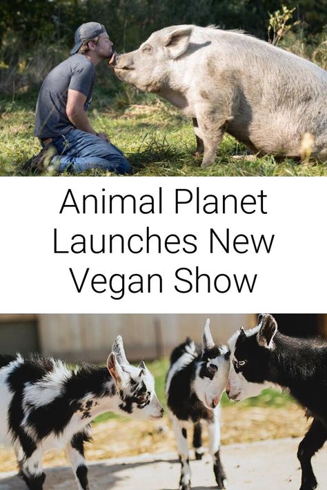 Saved By the Barn, a new 12 part heartwarming vegan documentary series will air on Animal Planet starting April 11th at 10pm EST! . . . . . . . #vegan #animals #animalplanet Landscaping Designs Layout, Backyard Landscaping Designs Layout, Vegan Documentaries, Vegan Activism, Vegan For The Animals, Vegan Facts, Vegan Art, Animal Family, Animal Activism