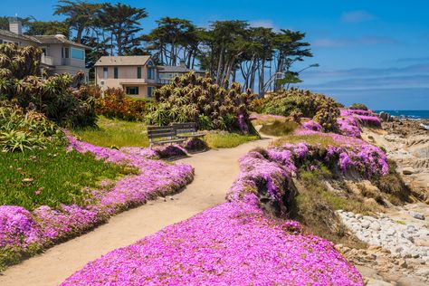 15 Friendliest Small Towns In The U.S. | TravelAwaits Pacific Grove California, Best Places To Retire, Retirement Ideas, Monterey Peninsula, Dog Friendly Beach, Pacific Grove, Carmel By The Sea, Pismo Beach, Beach View