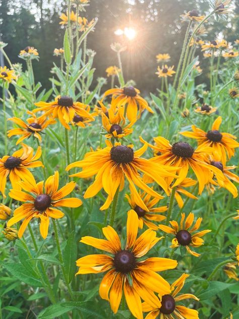 Black Eyed Susan Flower Drawing, Black Eyed Susan Aesthetic, Blackeyed Susans Flowers, Black Eye Susan Flowers, Black Eyed Susan Painting, Wildflower Sleeve, Tennessee Flowers, Windmill Painting, Sketchbook Reference