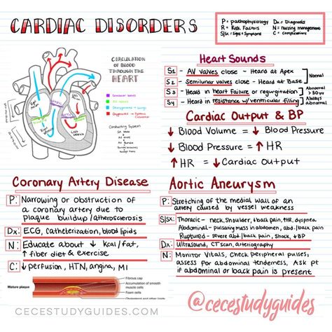 Heart Valve Disorders, Pharmacology Notes, Study Medical, Ekg Interpretation, Lung Sounds, Types Of Insulin, Nursing School Essential, Heart Sounds, Cardiovascular Disorders