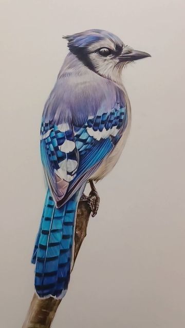 Abi G portrait artist on Instagram: "Here is the process for my recent drawing of the beautiful blue jay. I hope you enjoy it as much as I enjoyed creating it with all those lovely blue pencils 🐦💙

Reference: Dave Crotty

#bluejay #drawing🎨 #birddrawing #birdart #birdartist #wildlifedrawing #wildlifeart #backyardbirds #americanwildlife #americanbirds #bird_lover #realisticdrawing #coloredpencil #colouredpencilart #colouredpencilartist #drawingprocess #drawingrealistic #arthomepage #artreel #yorkshireartist" Bird Drawings Realistic Color, Blue Jay Drawing Pencil, Bluejay Drawing, Blue Jay Drawing, Blue Jay Tattoo, Blue Jay Art, Winter Drawings, Animal Inspiration, Bird Artists