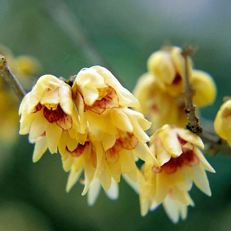 Chimonanthus praecox Chimonanthus Praecox, Shrubs For Borders, Deadly Plants, Winter Shrubs, Chinese Flowers, Winter Scents, Fragrant Plant, Garden Compost, Winter Plants