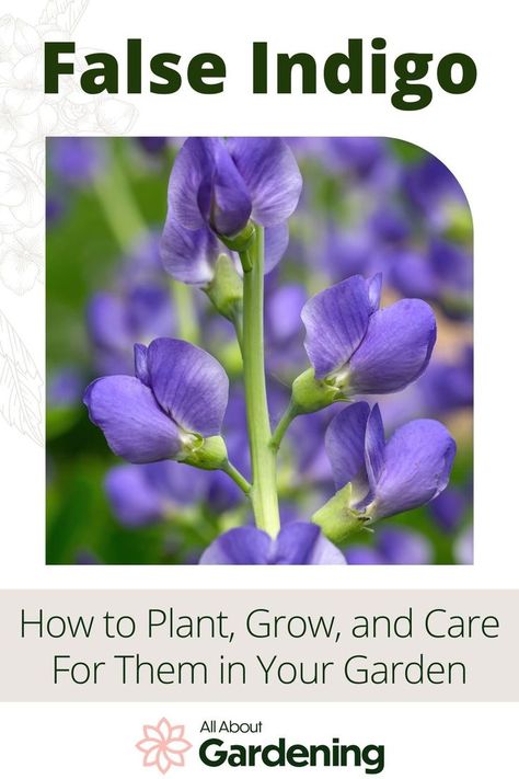 Easy Garden Flowers, Flower Box Garden, Ohio Flowers, Flower Planting Guide, Garden Flowers Ideas, Perennial Garden Design, False Indigo, Black Eyed Susan Vine, Indigo Flowers