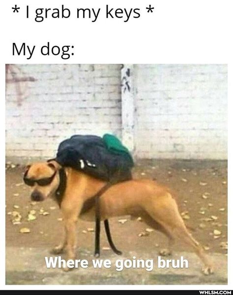 Conor Leslie, Witty Memes, Walpapers Cute, Funny Dog Memes, Funny Dog Pictures, Memes Br, Funny Animal Jokes, Hilarious Memes, Cute Funny Dogs