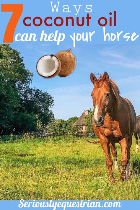 Horse Feeding, Health Coconut Oil, Saddle Rack, Equestrian Helmets, Horse Care Tips, Horse Info, Equestrian Problems, Horse Western, Horse Ideas