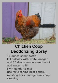 Lemon essential oil and chickens  Essential oils for chicken care Homemade Chicken Coop, Chicken Coops Homemade, Deodorizer Spray, Chicken Care, Portable Chicken Coop, Backyard Chicken Farming, Chicken Life, Chicken Health, Best Chicken Coop