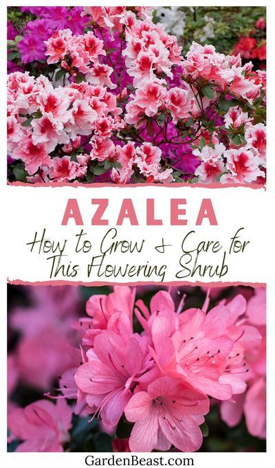 Are you looking for a plant that is easy to care for as an amateur gardener? Azalea shrubs are a popular choice for many gardeners, whether they have been doing it for a long time or are just starting out. They appeal in many different ways, such as through their beautiful, vibrant colors and their longevity | azaleas landscaping | azaleas care | azalea flower | azalea bush | garden shrub #azaleashrub #azaleaflower Azalea Plant Care, Planting Azaleas Tips, When To Plant Azalea Bushes, Azalea Shrub Landscaping, Azalea Landscaping Ideas, Azelea Aesthetic Flower, Encore Azaleas Landscaping Front Yards, Azelia Bush Landscaping, Azealas Landscaping