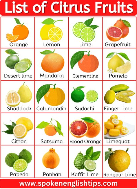 Are you looking for the list of citrus fruits name with pictures? Here is a complete list of citrus fruits names has been discussed below. Citrus Fruits Citrus fruits are a special kind of fruit that comes from certain flowering trees and shrubs. These trees belong to the citrus genus and are part of the ... Read more Different Types Of Citrus Fruits, Types Of Citrus Fruit, Types Of Fruits Chart, Citric Fruits List Of, Types Of Lemons, Citrus Fruits List, Citrus Fruit List, Fruits Name With Picture, Fruits Name